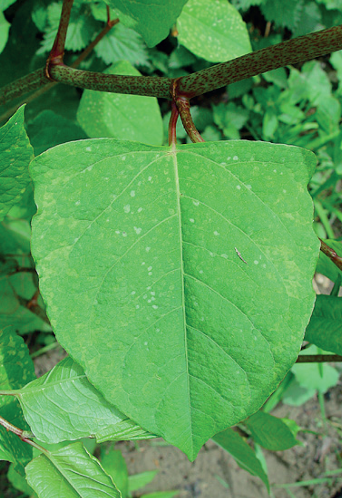 Poligono del giappone